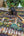 Mantis Mundi | Puzzle de 1000 pièces